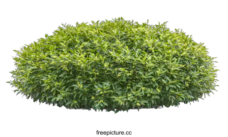 shrub