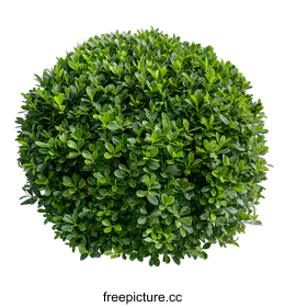 shrub