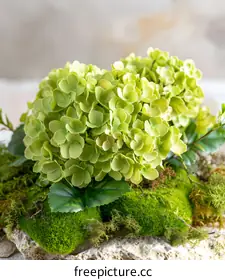 hydrangea