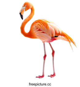flamingo