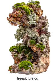 lichen