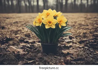 daffodil