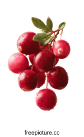 cranberries