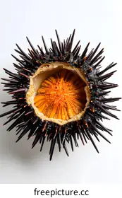 sea urchin