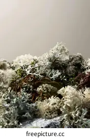 lichen