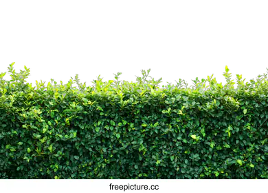 hedge